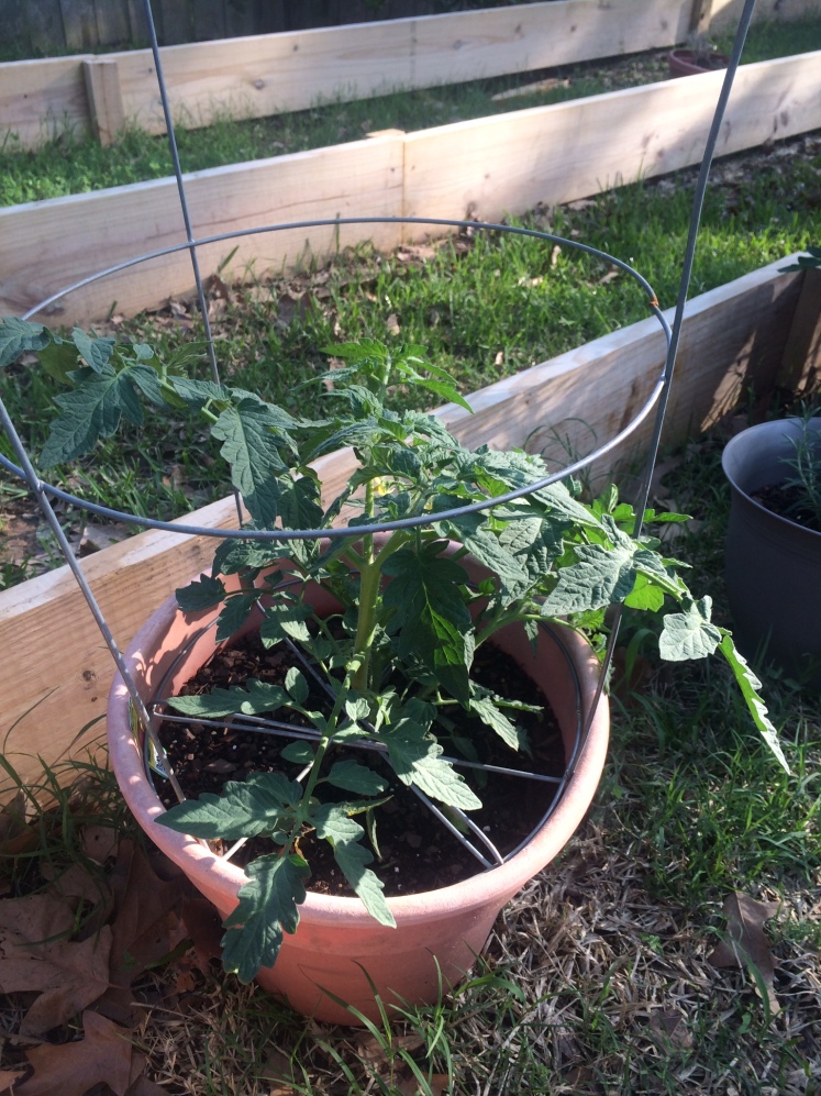 The tomatoes got new accessories!
